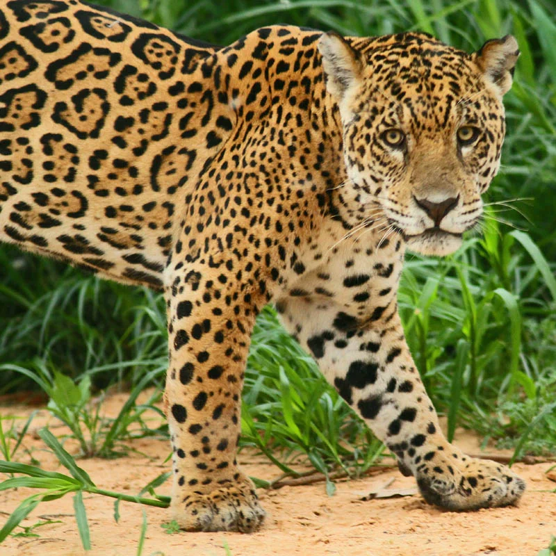 Brazil - Pantal Cruise with extension