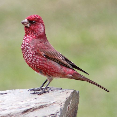 Birding holidays - Worldwide