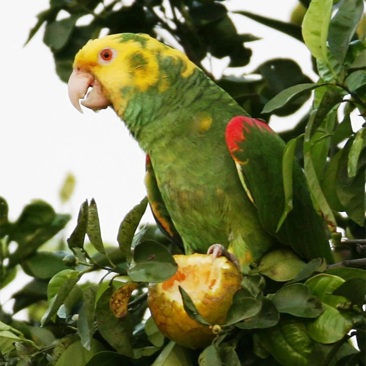 Birding in Mexico