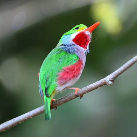 Birding in Cuba