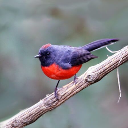 Birding in Guatemala