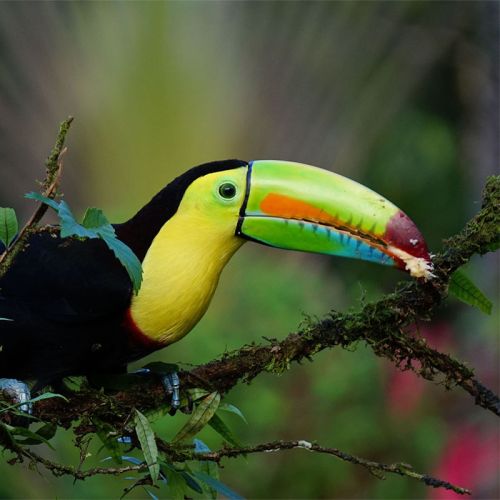 Toucan Birding Ecolodge - Costa Rica
