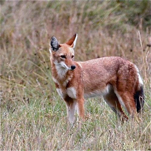 Wildlife holidays - Worldwide